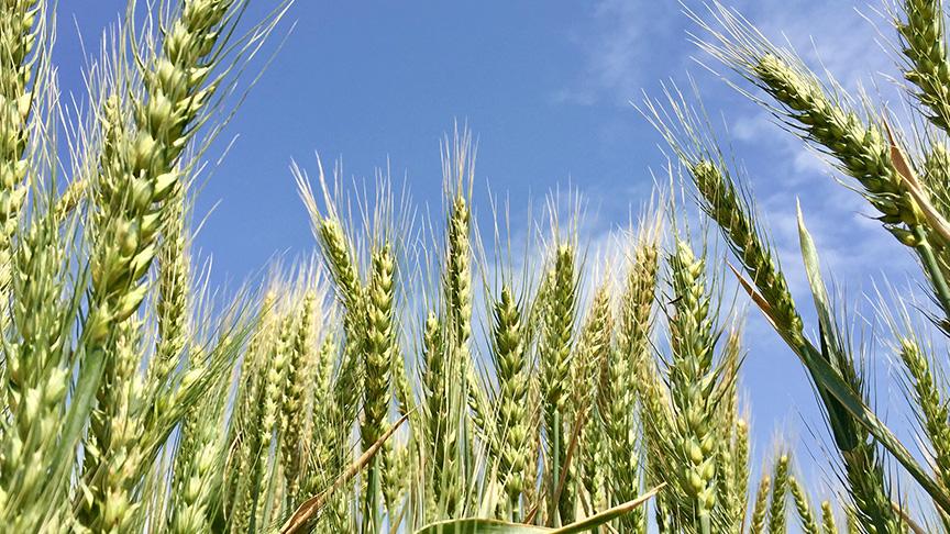 Yerli buğday Taner: Kuraklığa dayanıklı, verimli ve kaliteli 