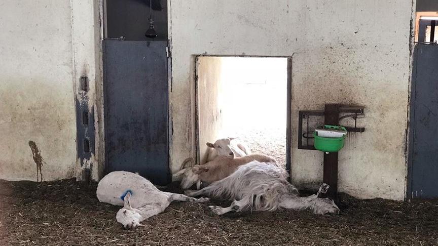 Aç bırakılan 150 keçi telef oldu