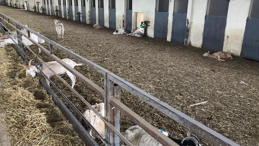 Aç bırakılan 150 keçi telef oldu