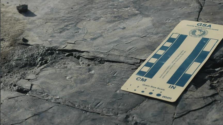 Güney Kore'de dünyanın en küçük dinozor ayak izleri bulundu