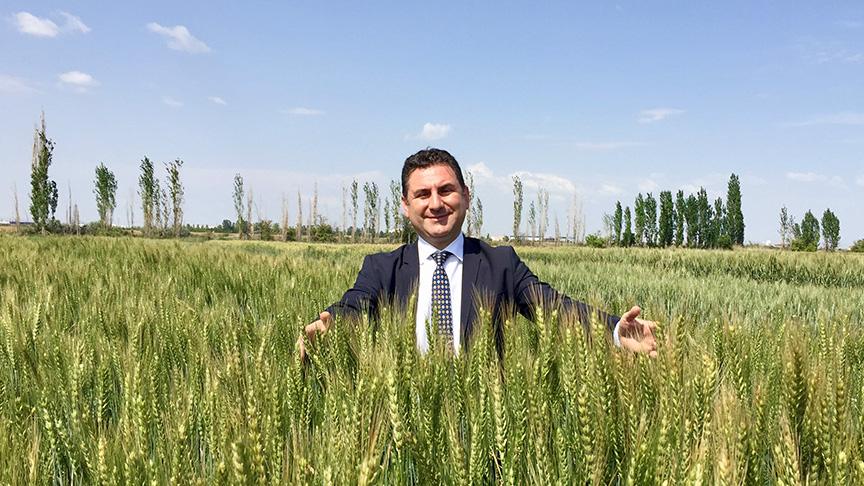 Yerli buğday Taner: Kuraklığa dayanıklı, verimli ve kaliteli 