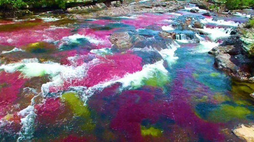 Beş renkli Cano Cristales nehri görenleri büyülüyor