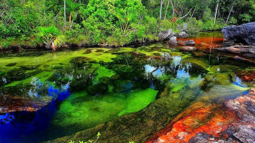 Beş renkli Cano Cristales nehri görenleri büyülüyor