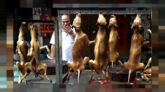 Çin akıllanmıyor! Köpek eti festivali başladı