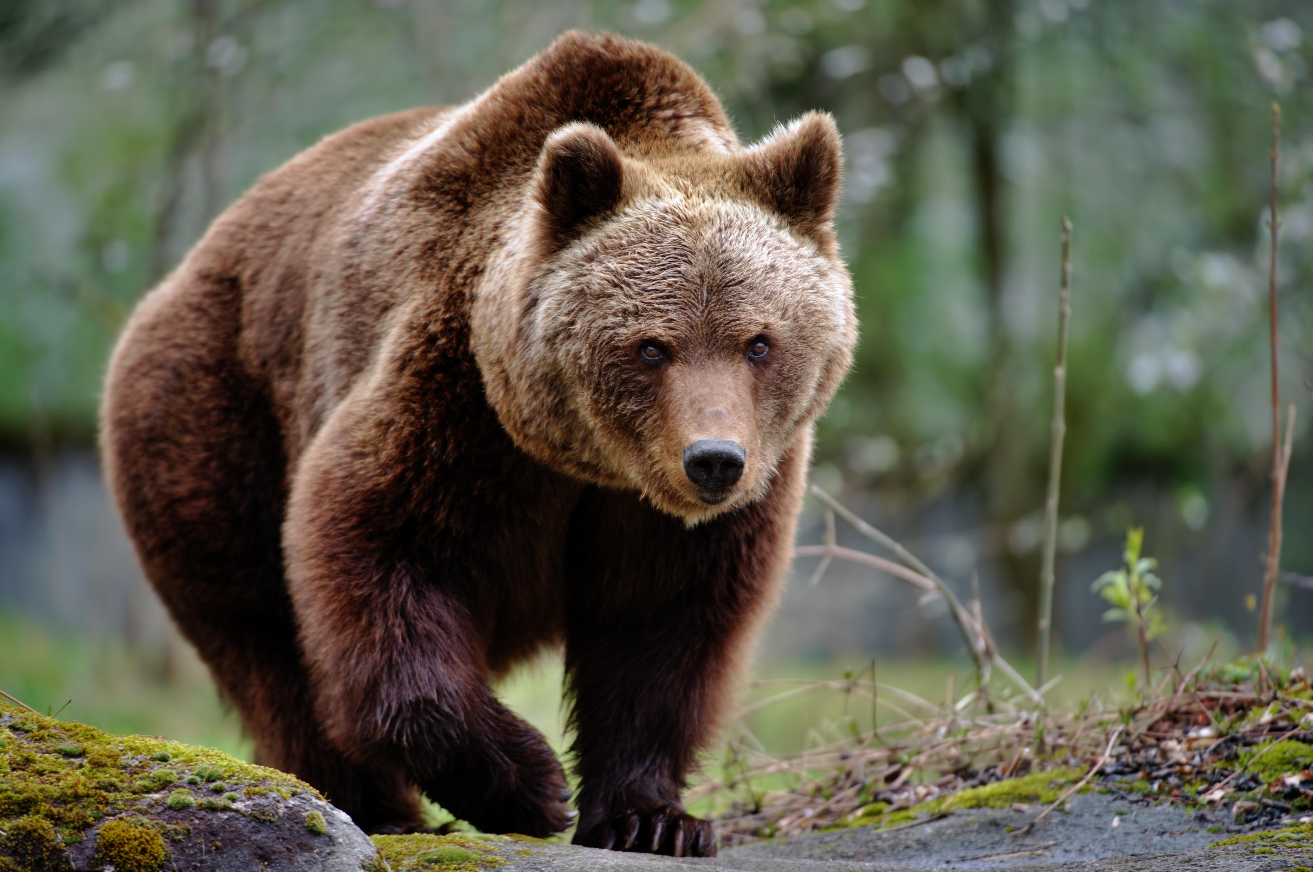 Медведь. Северная Америка медведь Гризли.