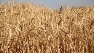 Bu sezon buğdayda rekoltenin yüksek olması bekleniyor