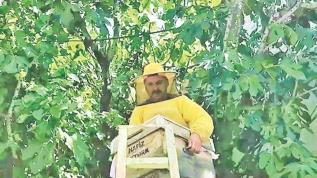 Oğul veren arılar şehri bastı