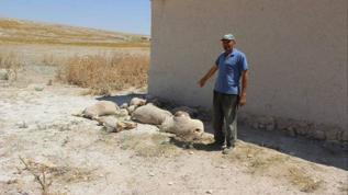 Konya'da kurt saldırısı: 43 kuzu telef oldu
