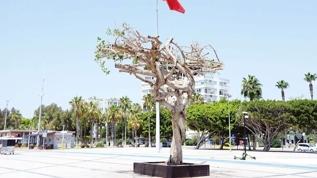 CHP'lilerin kuruttuğu ağaç yeniden yeşerdi