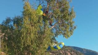 Yamaç paraşütü ağaca dolandı, ağaçta mahsur kaldı