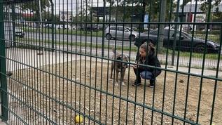 Belçika'da katı yasalar sayesinde sokaklarda başıboş hayvanlara rastlanmıyor
