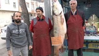 1128 kiloluk turna balığı şov