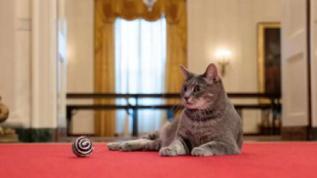 Biden: Beyaz Saray'daki kedim geceleri kafamın üstünde uyuyor