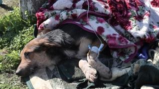 Hatay'da enkaz altından 55 saat sonra bir köpek kurtarıldı
