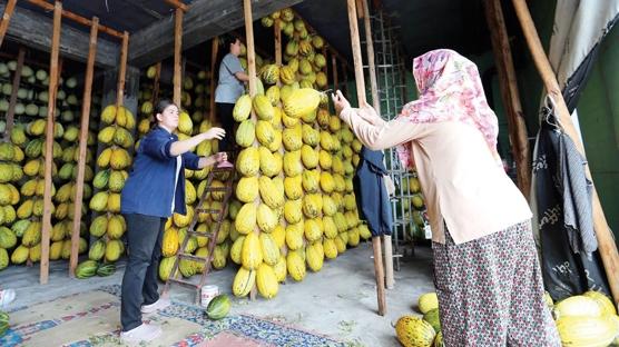 Kışlık kavun mesaisi