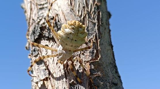 Malatya'da zehirli örümcek paniği