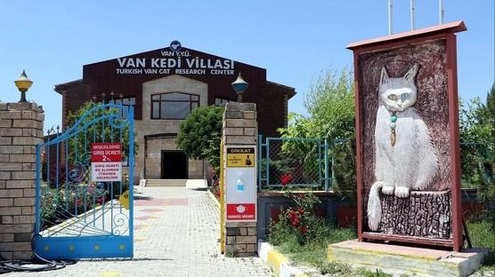Van kedilerine psikolog gözlemi