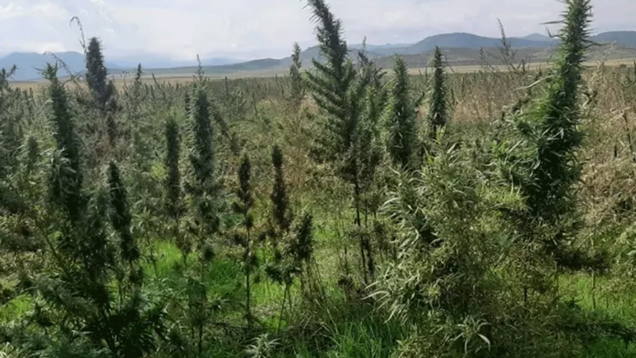 Karabağ'da ekili 100 hektarlık uyuşturucu tarlası bulundu