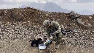 Milli Savunma Bakanlığından "Hayvanları Koruma Günü"ne özel video