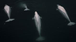 Bilim insanları, balina şarkılarının gizemini çözdü