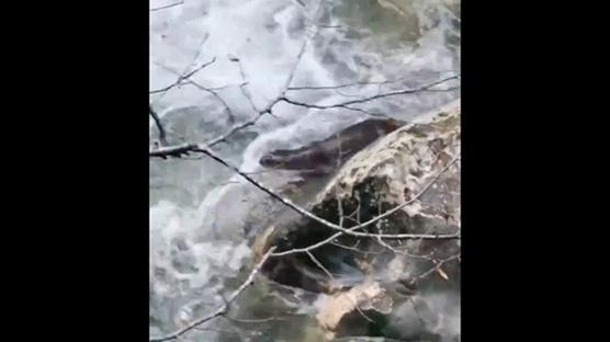 Bakan Yumaklı, Kastamonu'da kayıt altına alınan su samurunun görüntülerini paylaştı