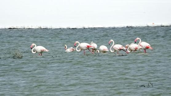Hakkari'ye flamingo sürprizi