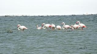 Hakkari'ye flamingo sürprizi