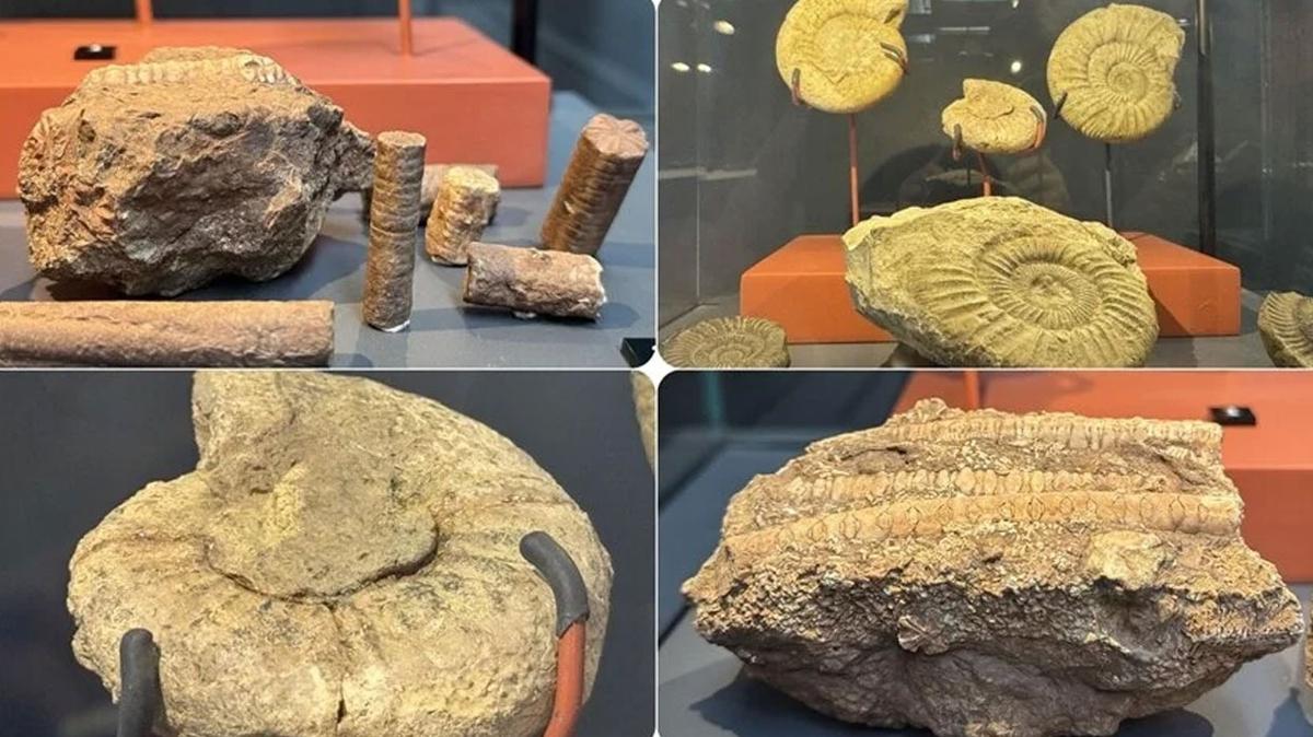 545 milyon yıllık deniz lalesi fosili Samsun Müzesi'nde sergileniyor