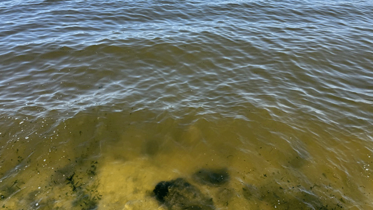 Küçükçekmece Gölü'nde kirden suyun rengi değişti: Lağım fareleri de görülüyor