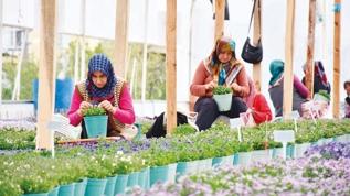 Türk tohumlar Japonya'da çiçek açıyor