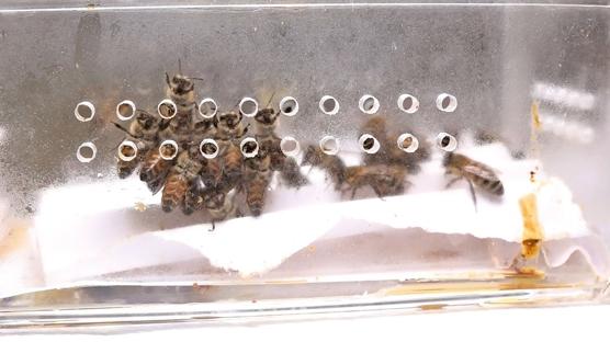 5 bin yıllık tedavi: Bu arılar şifa dağıtıyor