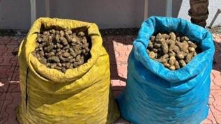 Elazığ'da 98 kilogram salep soğanı toplayan 4 kişi yakalandı