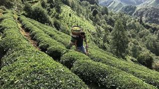 Tarım ve Orman Bakanlığı çay alım fiyatını duyurdu