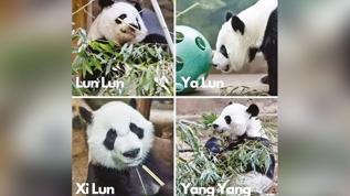 ABD'deki son 4 panda Çin'e dönecek