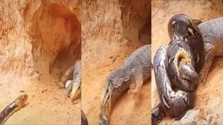 Komodo ejderi ile pitonun ölümcül savaşı