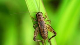 Cırcır böceği havanın sıcaklığını ölçüyor