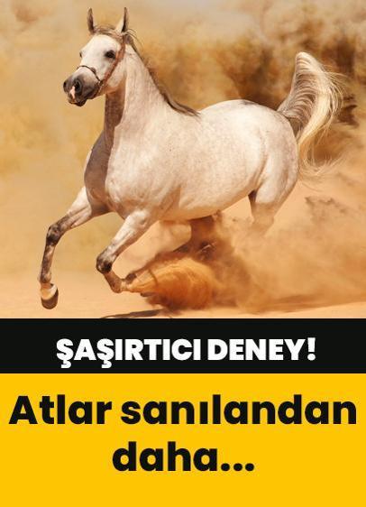 Atların sanılandan daha zeki