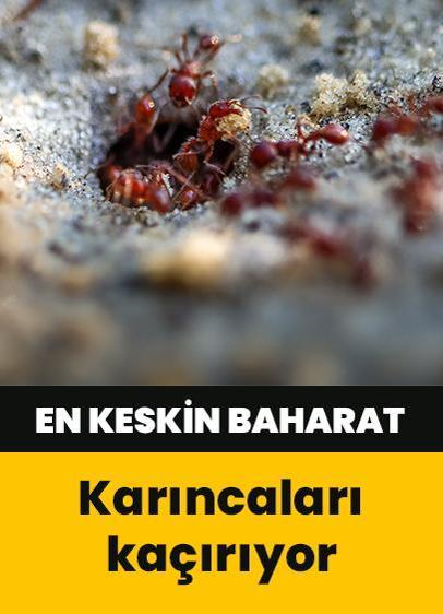 Karıncadan kurtaran bomba gibi baharat! Kokusundan kaçıyorlar