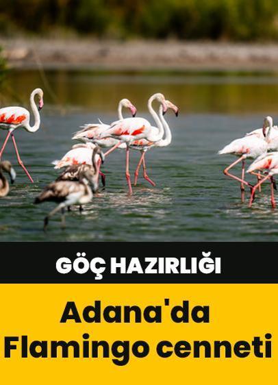 Adana'da Flamingo cenneti