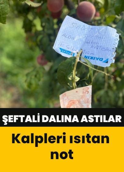 Bursa'da şeftali ağacına asılan not kalpleri ısıttı