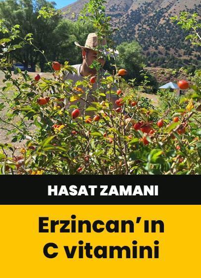 Erzincanlıların C vitamini hasadı başladı! Kuşburnular bir bir toplanıyor