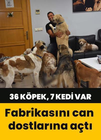 Fabrikasını can dostlarına açtı: 36 köpek, 7 kedi var