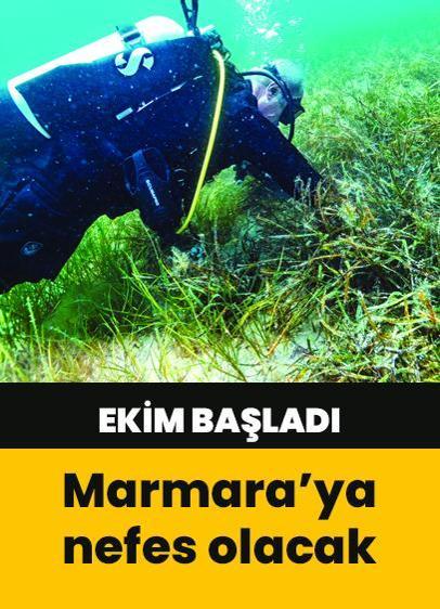 Marmara Denizi'nin umudu: Deniz çayırları