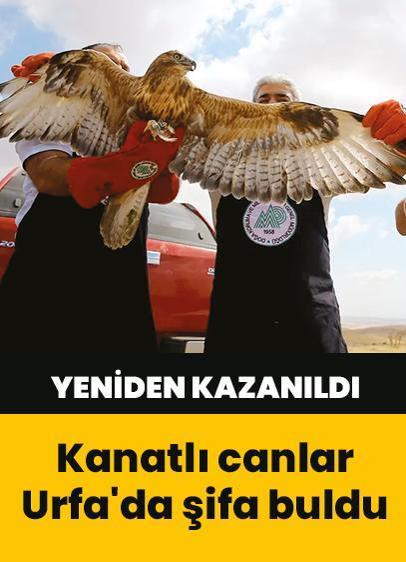 Kanatlı canlar Urfa'da şifa buldu