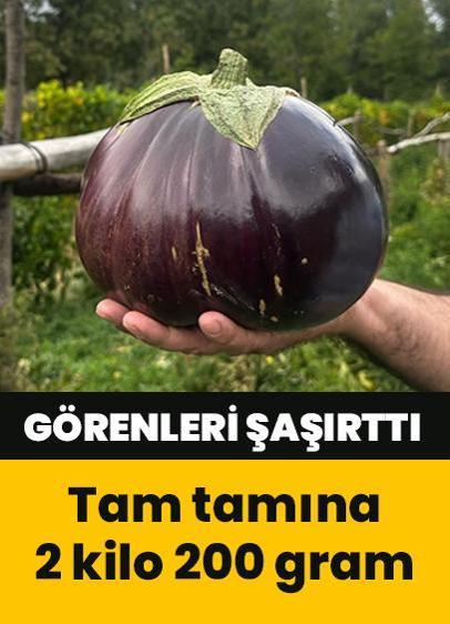 2 kilo 200 gramlık patlıcan görenleri şaşırttı