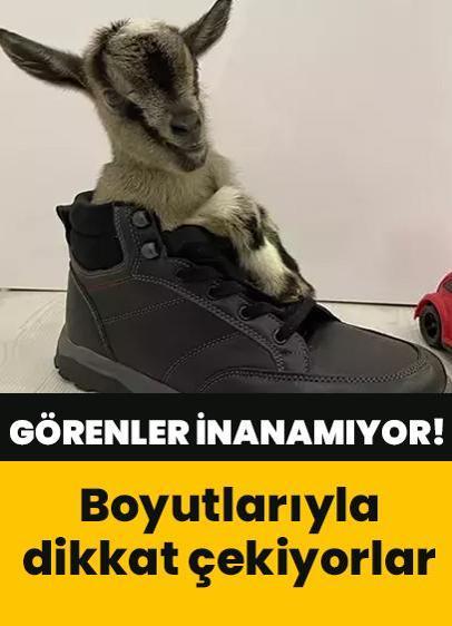 Görenler gözlerine inanamıyor! Önce oğlak sanıyor, yavru olduğunu düşünüyor!