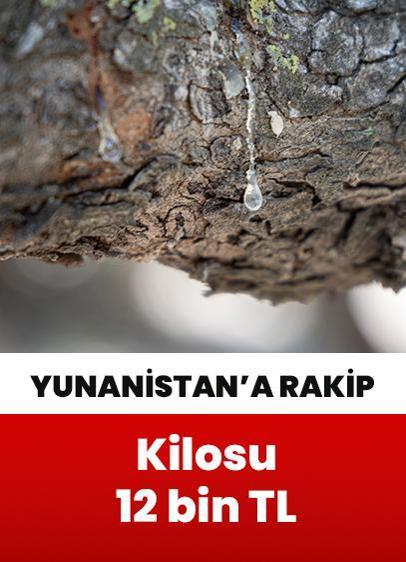 Kilosu 12 bin TL! Yunanistan'a yeni rakip Çeşme sakızı