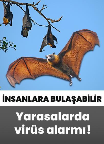 Yarasalarda virüs alarmı