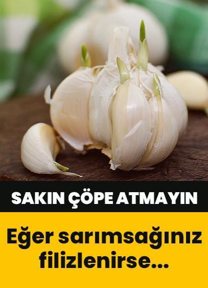 Filizlenen sarımsağı sakın çöpe atmayın