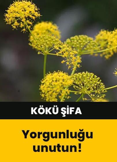 Yorgunluk ve halsizliği unutun! Doğal enerji kaynağı Çakşır otu kökü